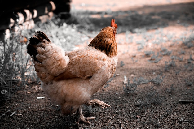 Foto de un pollo en el pueblo.