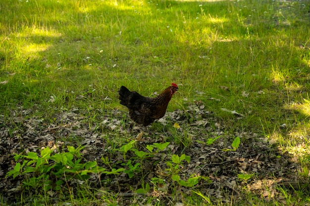 Foto de un pollo en el pueblo.