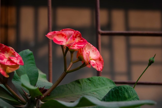 Foto premium de flor de cacto