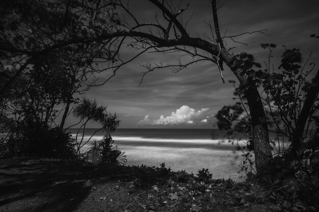 Foto preto e branco de praia e árvores