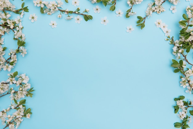 Foto de primavera árbol de flor de cerezo blanco sobre superficie azul