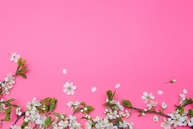 Foto de primavera árbol de flor de cerezo blanco sobre superficie rosa pastel