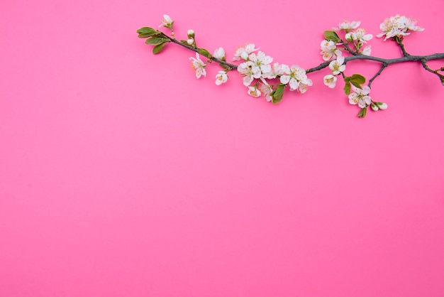 Foto de primavera árbol de flor de cerezo blanco sobre superficie rosa pastel