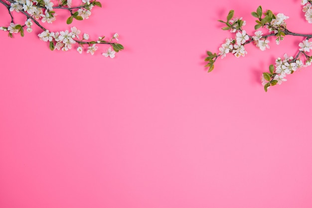 Foto de primavera árbol de flor de cerezo blanco sobre superficie rosa