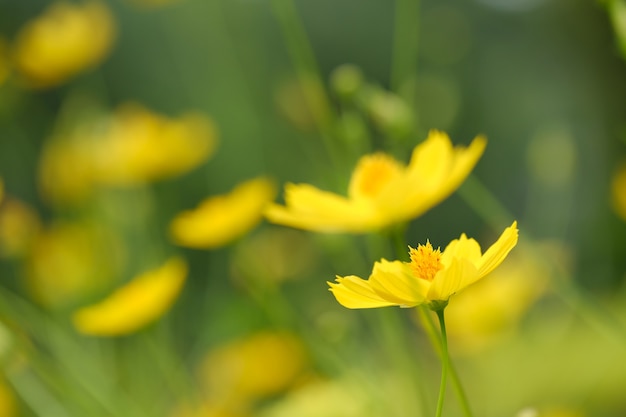 Foto del primer del cosmos amarillo.