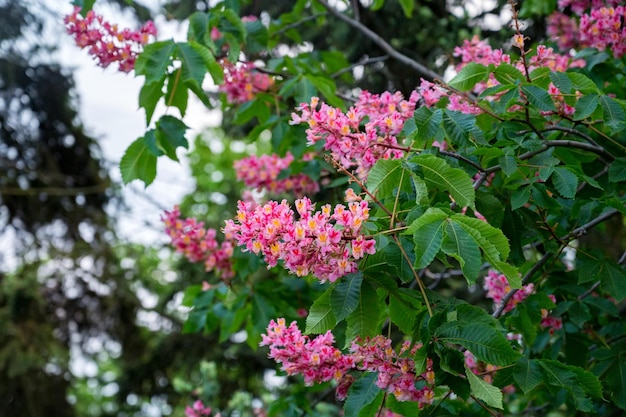 Foto de primer plano de Aesculus carnea o castaño de Indias rojo