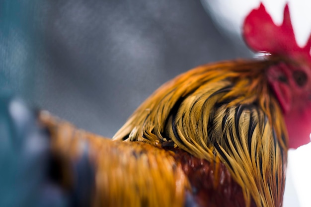 Foto de primer plano de cabeza de pollo