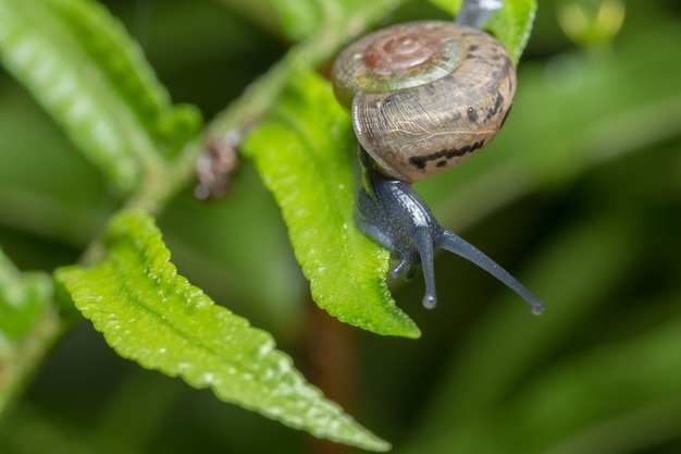 Foto foto de primer plano de un caracol caminando sobre una hoja