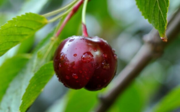 Una foto de primer plano de cereza con alta resolución Fruta con colores vibrantes despertando el deseo