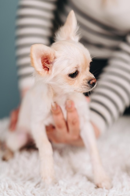 Foto de primer plano de un chihuahua blanco que mira hacia otro lado