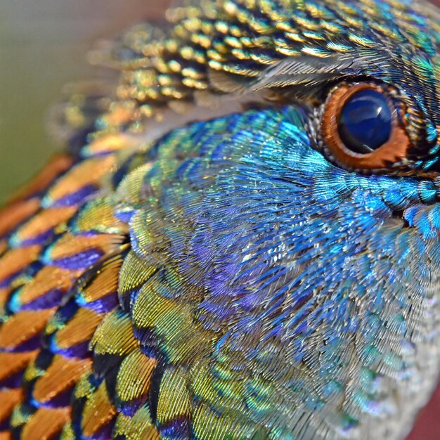 Una foto en primer plano de un colibrí