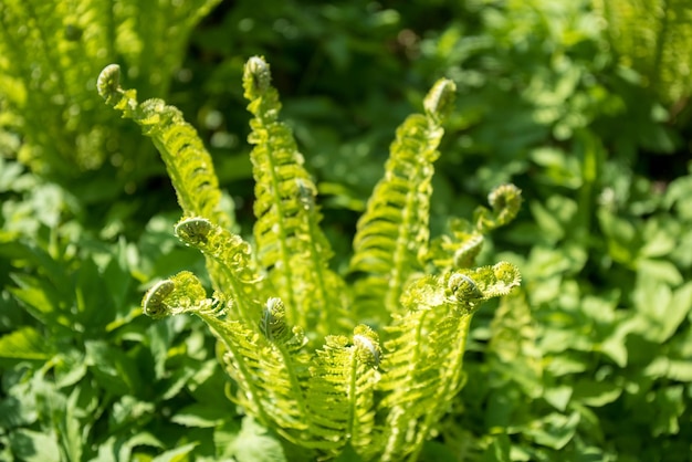 Foto de primer plano de la cubierta de la hoja de helecho natural