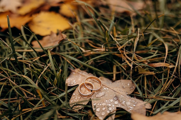 Foto una foto de primer plano de los detalles del día de la boda anillos de boda de la novia y el novio en la hierba con hojas fotografía macro de anillos de boda de oro