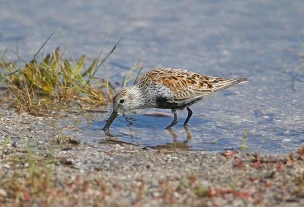 Foto de primer plano de Dunlin en agua azul del estuario alimentado