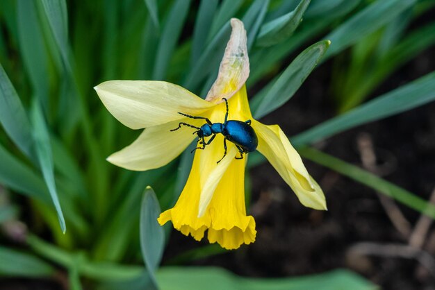 Foto de primer plano de un escarabajo azul en flor amarilla