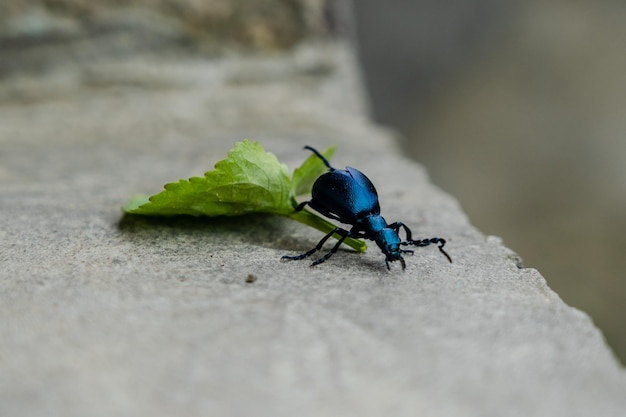 Foto de primer plano de un escarabajo azul con hoja verde en piedra