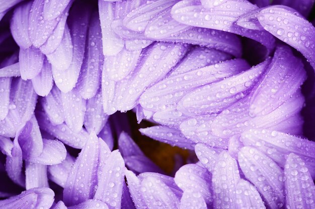 Foto de primer plano de flor de aster violeta