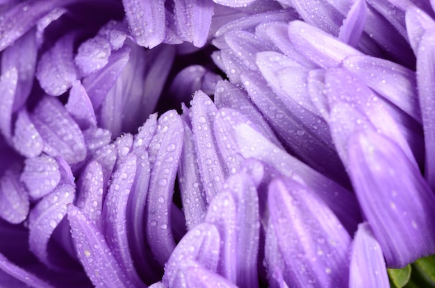 Foto de primer plano de flor de aster violeta