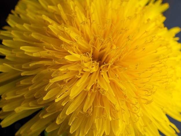 Foto de primer plano de flor de diente de león amarillo.