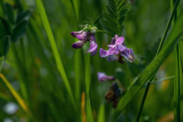 Foto de primer plano de una flor morada