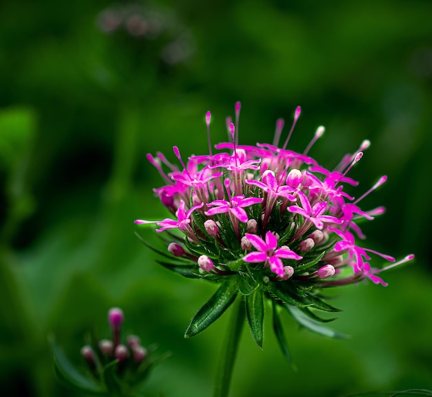 Foto de primer plano de una flor morada