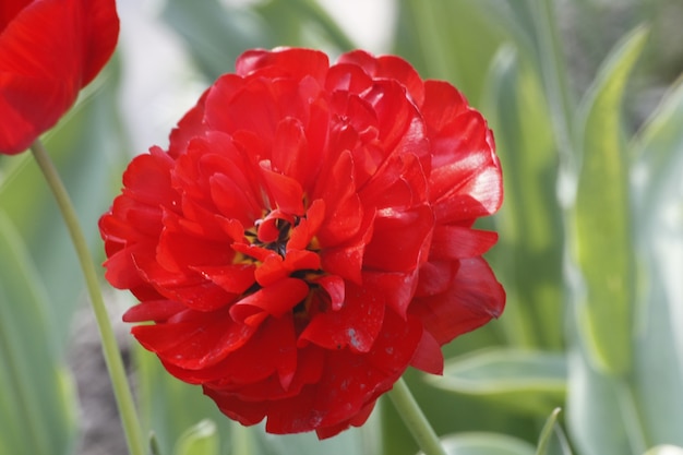 Foto de un primer plano de flor roja