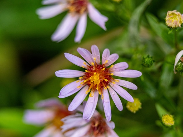 Una foto de primer plano de una flor de tripolium pannonicum