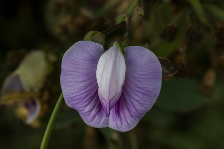 Foto foto en primer plano de flores de color púrpura centrosema virginianum