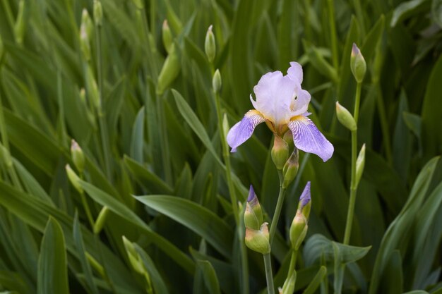 Foto de primer plano de flores de iris de color azul Plantas para macizos de flores en el jardín Botánica