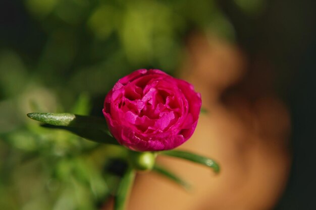 Foto de primer plano de flores de Portulaca oleracea