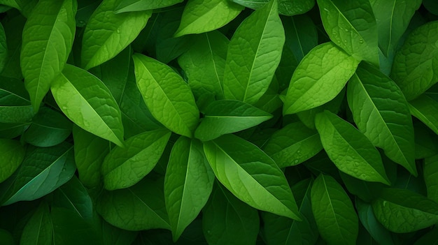 Foto en primer plano de follaje vibrante de textura de hoja verde cruda y natural