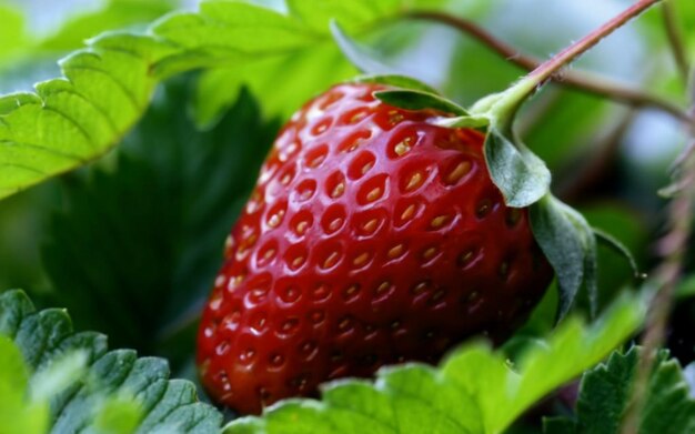 Una foto de primer plano de fresa con alta resolución Fruta con colores vibrantes despertando el deseo