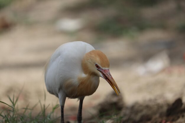 foto de primer plano de la garza blanca en un exterior Un pájaro blanco con un ojo rojo y un pico amarillo