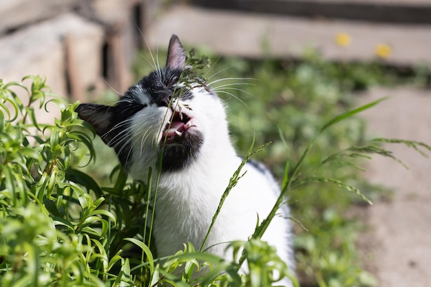 Foto de primer plano de un gato manchado de blanco negro comiendo hierba al aire libre Banner