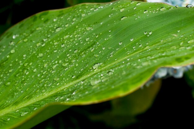 Foto de primer plano de hoja verde con gotas de agua