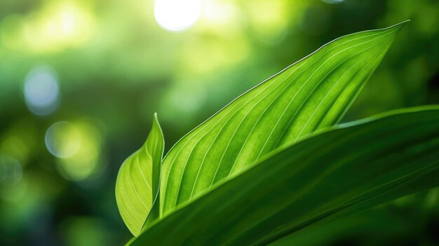 Foto de primer plano de hojas de árboles verdes