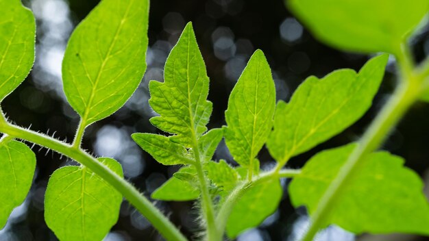 Foto en primer plano de las hojas nuevas que florecen en los árboles de tomate Foto macro del brote y los brotes de las hojas nuevas