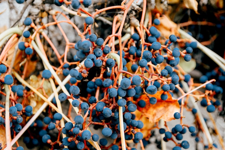 Foto foto en primer plano de las hojas de otoño de la vid silvestre