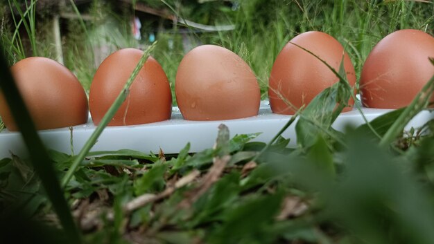 Foto foto de primer plano de huevos en el césped