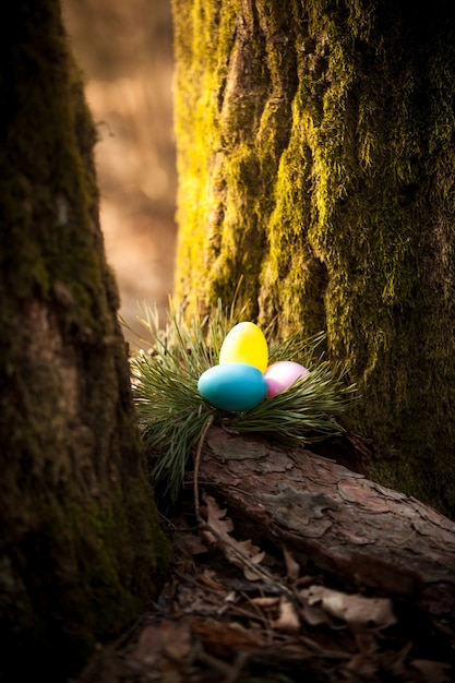 Foto en primer plano de huevos de colores escondidos bajo el árbol en el bosque