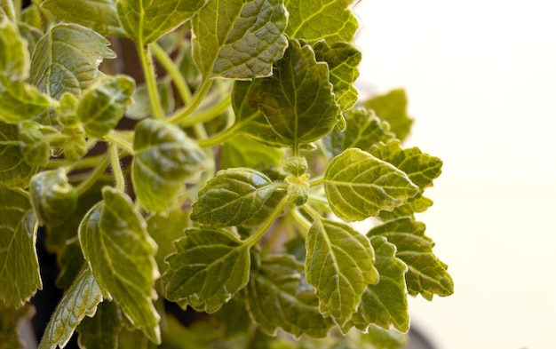 foto en primer plano incienso planta ornamental en maceta nombre científico Plectranthus coleoides