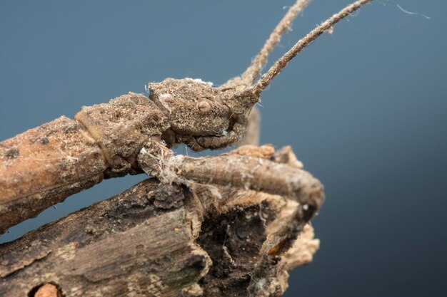 Foto una foto en primer plano del insecto de bastón marrón