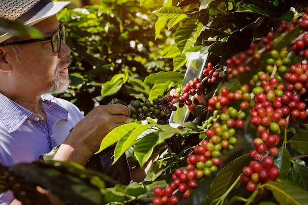 Foto foto de primer plano de un investigador de plantas que investiga los granos de café arábica cultivados en una meseta en el norte de tailandia.