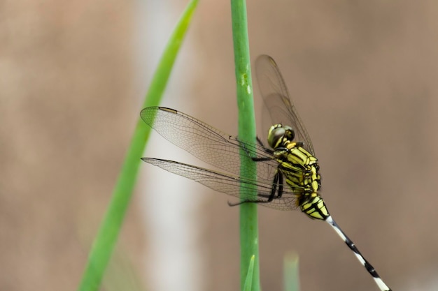 Foto foto de primer plano de una libélula posada sobre una hoja