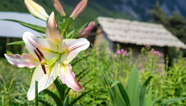 Foto de primer plano de Lily en el jardín con espacio de copia