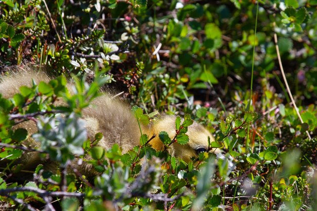 Foto en primer plano de un lindo gosling escondido entre las plantas de la tundra en el ártico canadiense