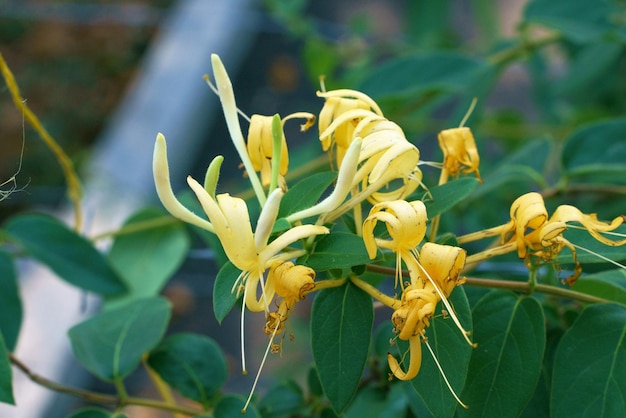 Foto de primer plano de la madreselva en flor