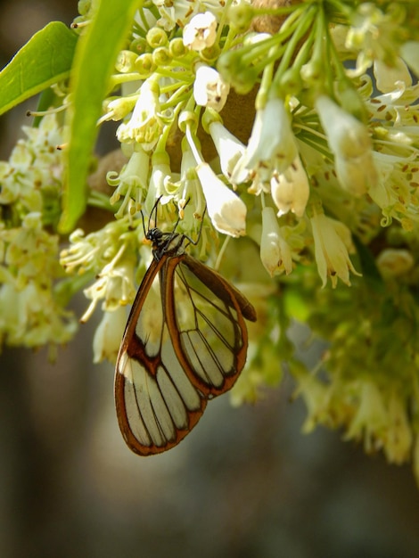 Foto de primer plano de mariposa clara