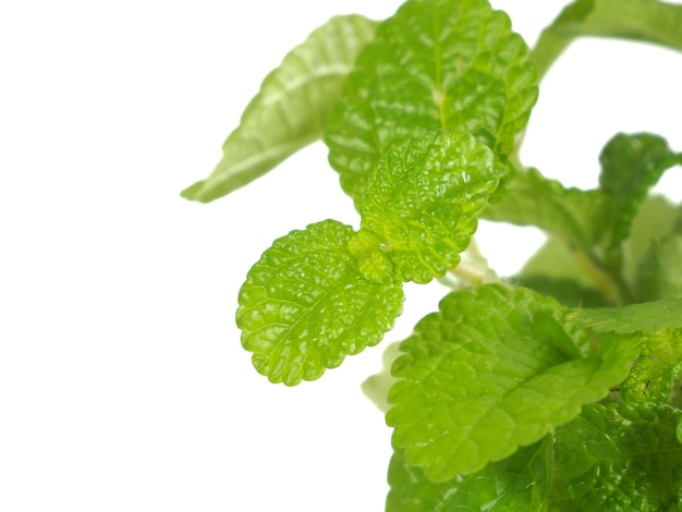 Foto de primer plano de Mentha Mint