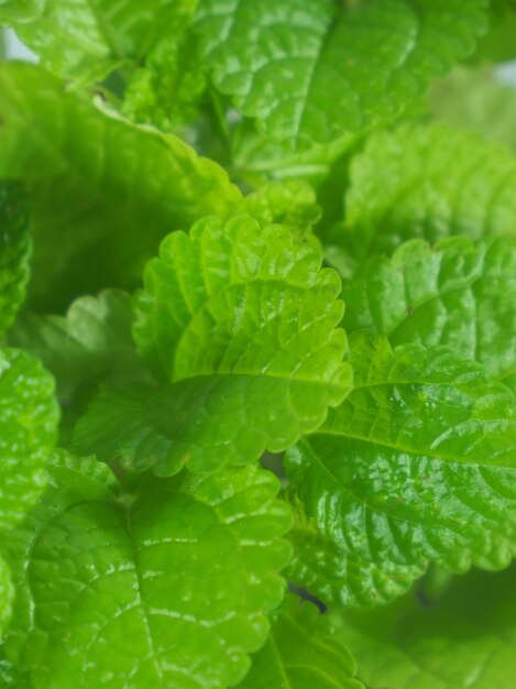 Foto de primer plano de Mentha Mint